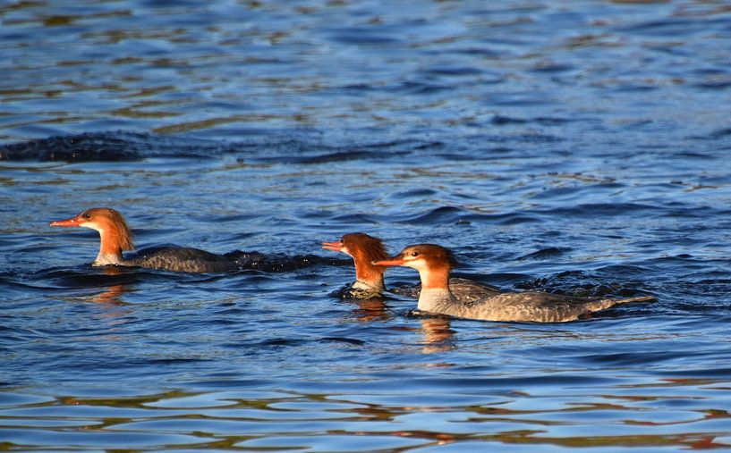 Beaked ducks on the lake in autumn by Claude Laprise