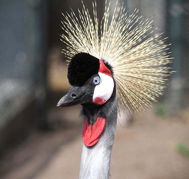 Crown crane by Marjolijn Houwing