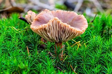 Autumn mushroom