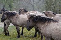 horses