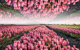 Tulips from the North, Garsthuizen by Ronnie Schuringa