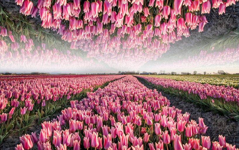 Tulpen aus dem Norden, Garsthuizen von Ronnie Schuringa