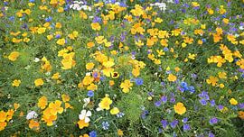 Bunte Blumenwiese von Bo Valentino