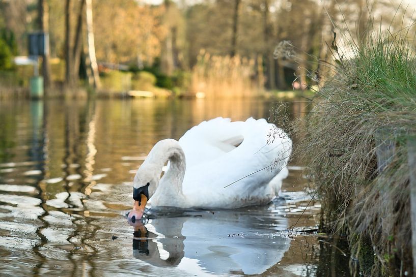 White swan, mute swan, on the water. by Martin Köbsch