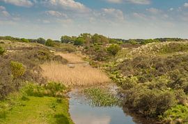 Amsterdamse Waterleidingduinen by Margreet Frowijn