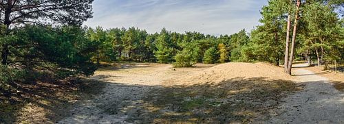 Glooiende Duinen en Dennenbos - Lommelse Sahara Panorama
