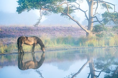 Wasserholen mit der friesischen Heide im Hintergrund