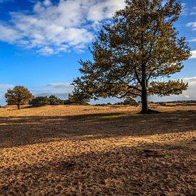 Kale duinen in de herfst van Rolf Linnemeijer