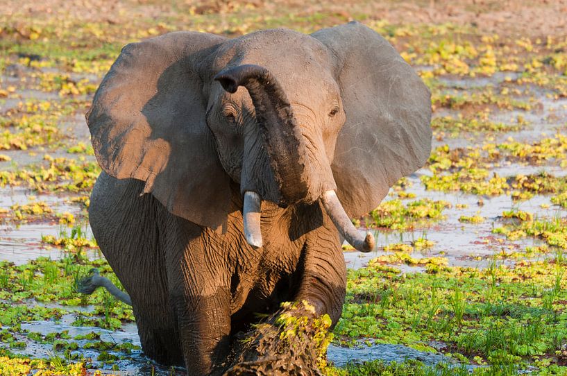 Olifant von Robert van Brug