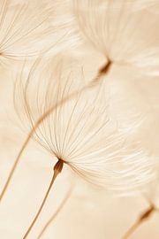 Dandelion close-up by Poster Art Shop