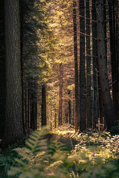Sonnenstrahlen im Wald