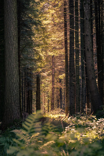Sunbeams in the forest