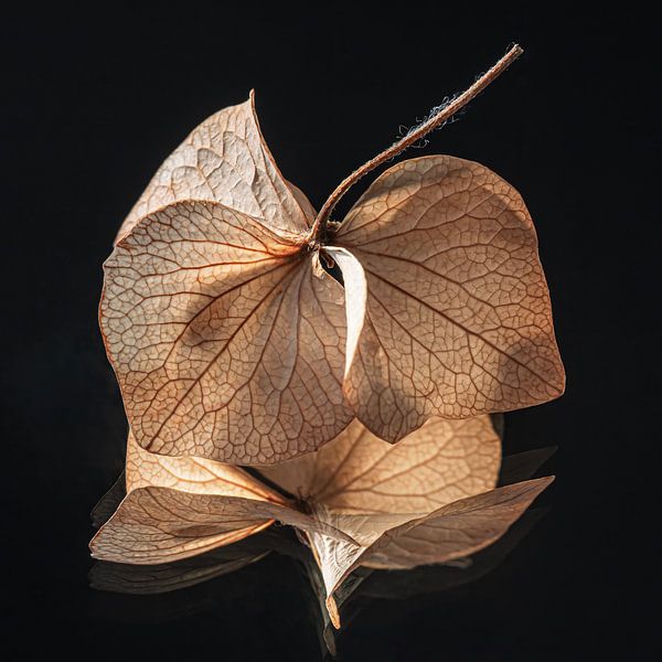 Square with &quot;dancing&quot; hydrangea petals by Marjolijn van den Berg