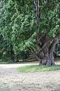 Vieil arbre par Heike Hultsch Aperçu