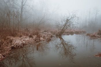 Paysage aquatique dans le brouillard