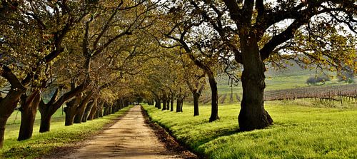an avenue with oaks