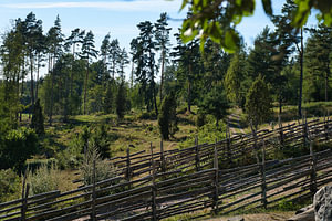 Wiese mit Bäumen, eingezäunt mit natur Holzzaun in Smaland, Schweden