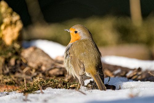 roodborst in de sneeuw