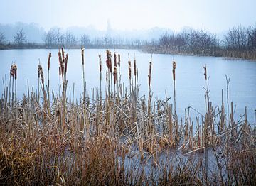 Betoverend Winters mistig Landschap met bevroren vijver en rietstengels van Wildlife Designs