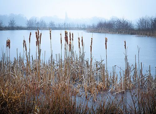 Betoverend Winters mistig Landschap met bevroren vijver en rietstengels