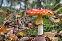 Herfst