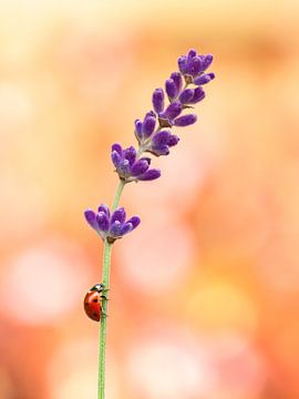 Lieveheersbeestje op lavendel van Andrea Hofstra
