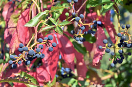 Baies noir-bleuâtres sur une vigne sauvage rouge