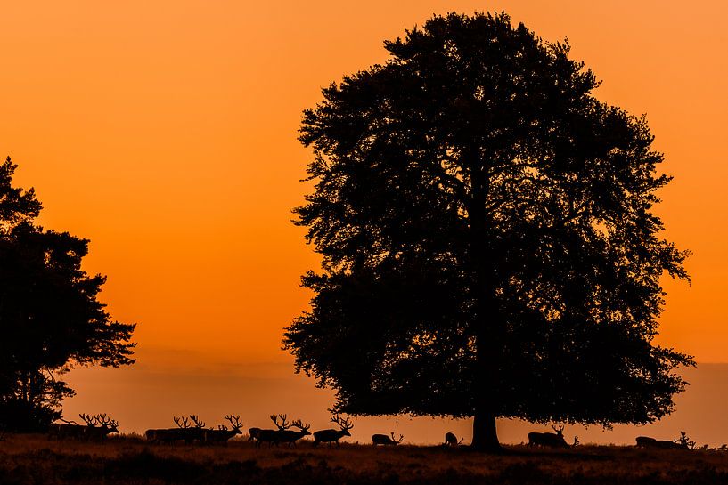 Hirsche auf der Veluwe (2019) von RH Fotografie