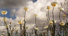 Op zoek naar de zon von Wietze de Haan