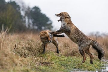 Red Foxes ( Vulpes vulpes ), fighting, wide open jaws, attacking each other, rainy day, wildlife, Eu by wunderbare Erde