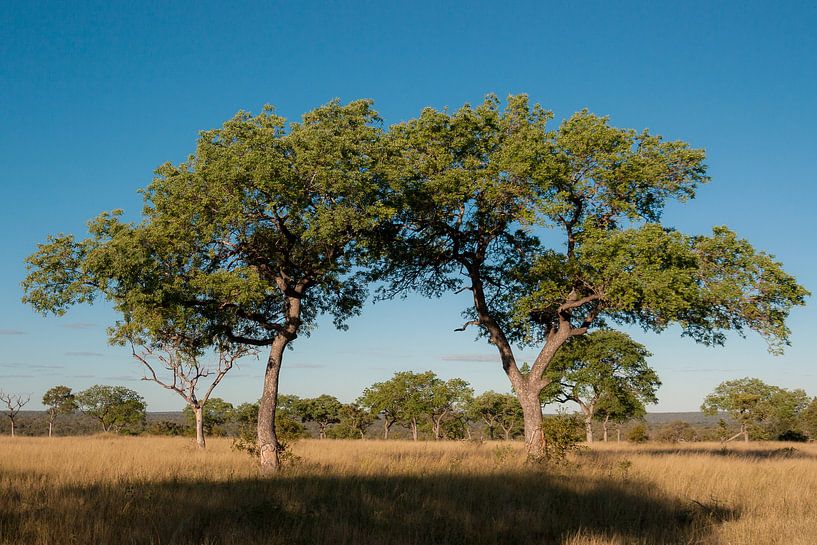 Bomen - Zuid-Afrika von Karin Verhoog