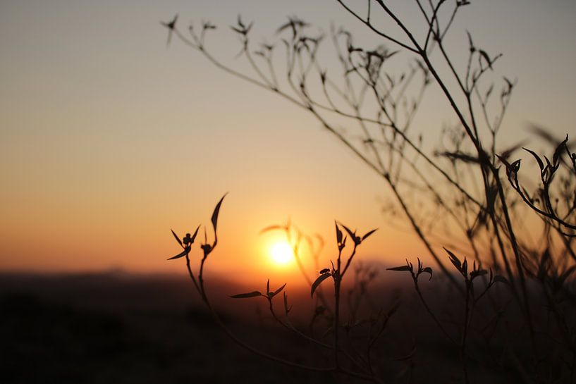 Sunset in the background by Bin Chen
