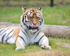 Tiger at Beekse Bergen safari park in the Netherlands by kimhil-fotografie
