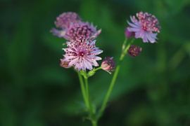 Tie a knot in Zeeland by Martijn de Ridder