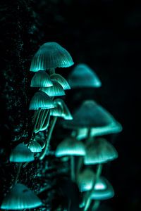 Lichtgevende paddestoelen van FotoSynthese