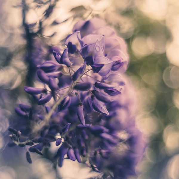 Blue Dreaming by Regina Steudte | photoGina