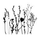 Botanische Illustration mit Pflanzen, Wildblumen und Gräsern. Schwarz und weiß. von Dina Dankers Miniaturansicht