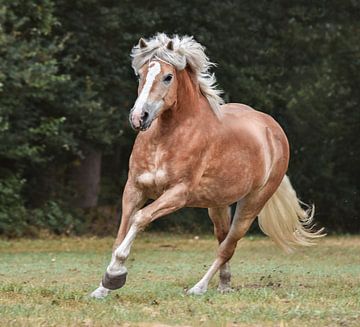 Haflinger van Lisan Geerts