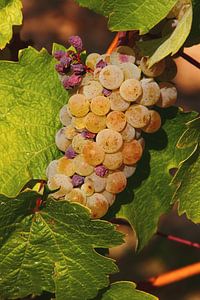 Riesling d'automne