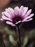 Spaanse Margriet