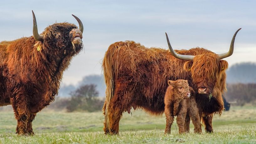 Familie Highlander von Dirk van Egmond