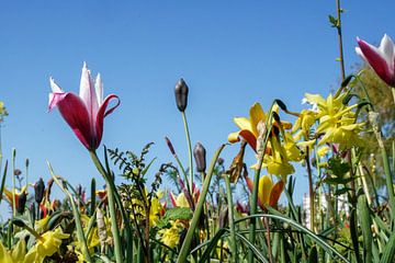 Tulpen entlang der Straße. Frühling, Frühling in Ridderkerk von Wessel Dekker