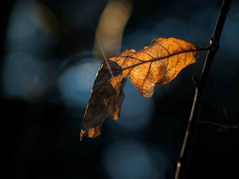 Winter blad van Studio Keserű