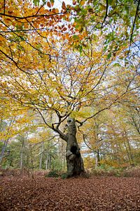 Arbre de vie (compositie 4)