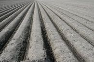 Paysage de polder par Inge Hogenbijl Aperçu