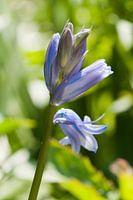 Cloche bleue