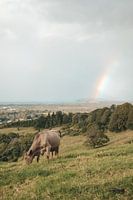 Australie - Koe in wei met prachtig uitzicht bij Byron Bay