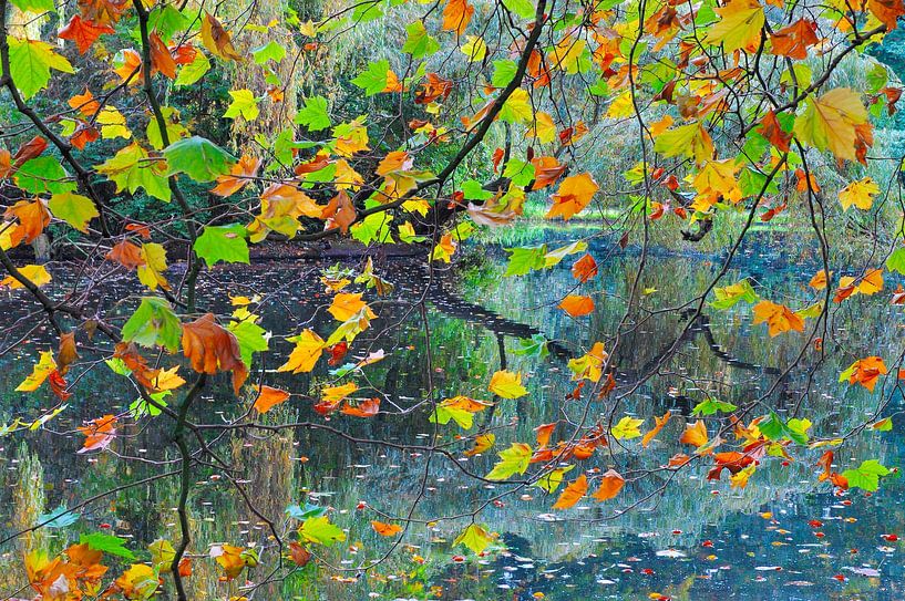 L'automne : la fête des feuilles par Rob IJsselstein