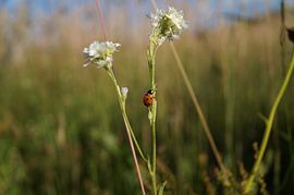Lieveheersbeestje  van Danny Kok