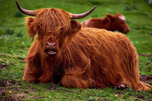 Highlander écossais